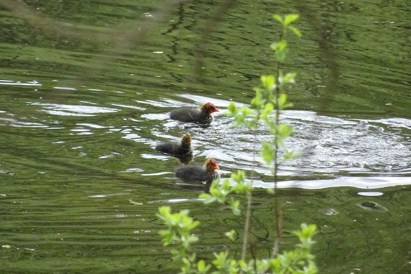 Jong van de meerkoet.