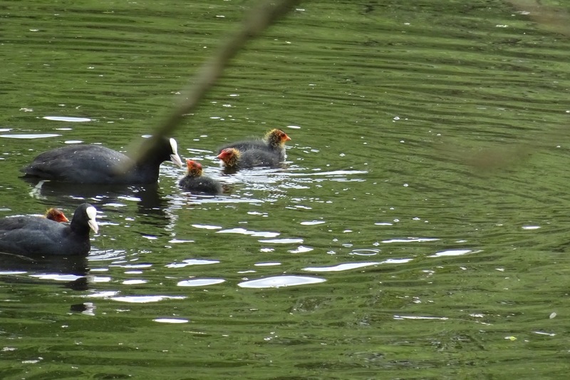 Meerkoet met jongen.