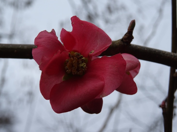 Bloesem van de sierappel.