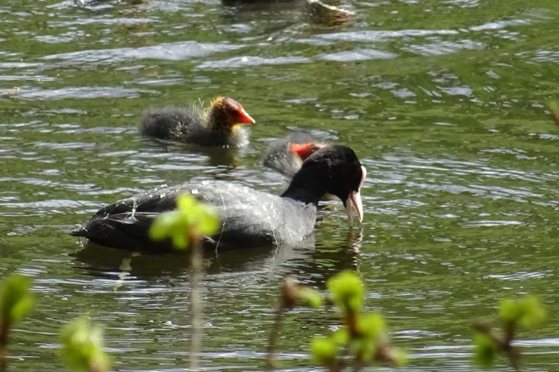 Meerkoet met jongen.