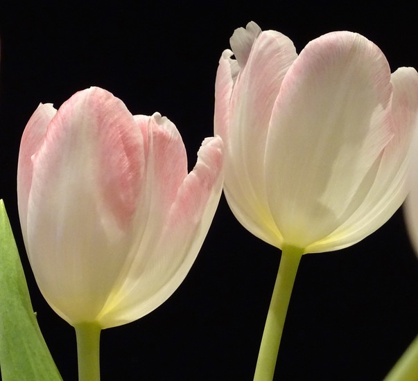 Tulpjes in de hoofdrol.