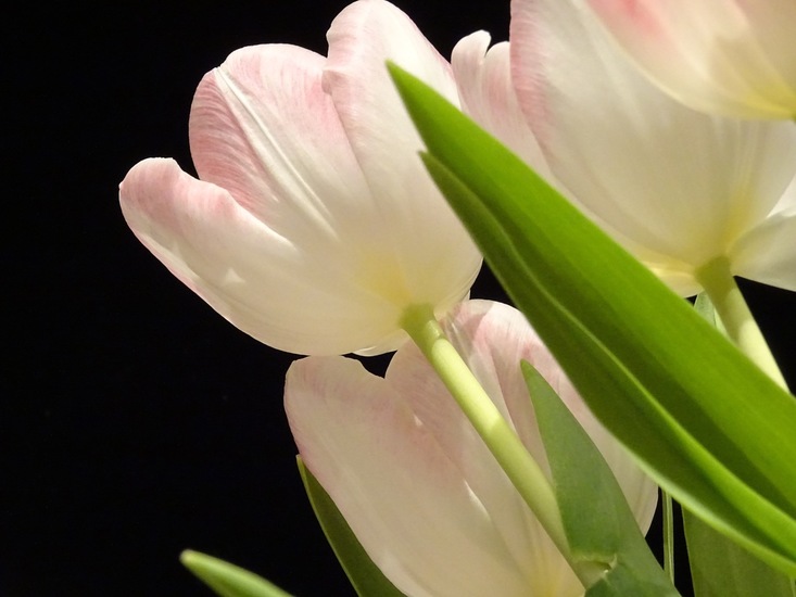 Tulpjes in de hoofdrol.