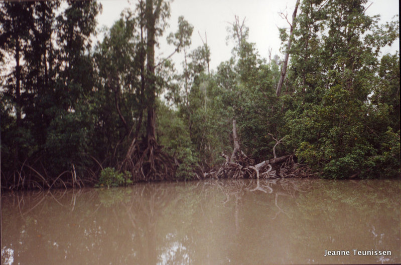 Mangrove.