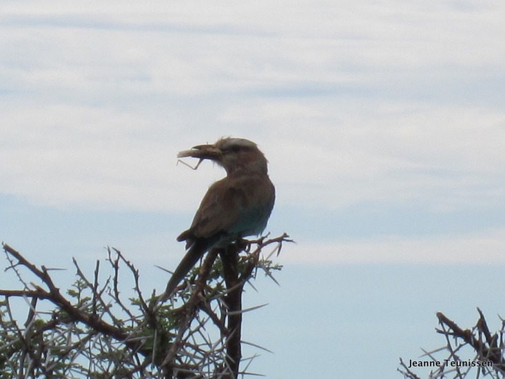 Lilac-breasted roller.