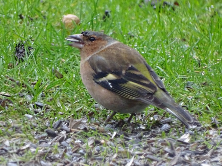 Vink.