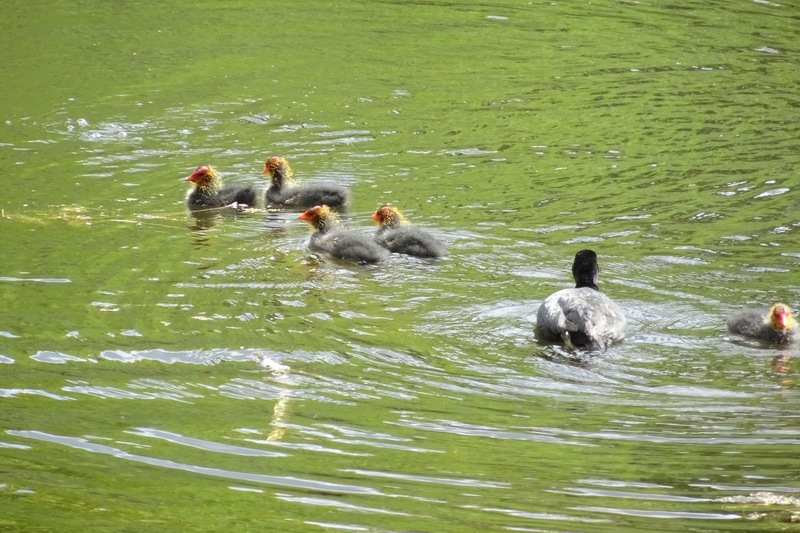 Gezin van de Meerkoet.