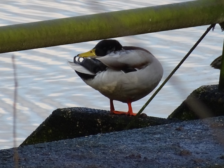 Abstract lijnenspel.