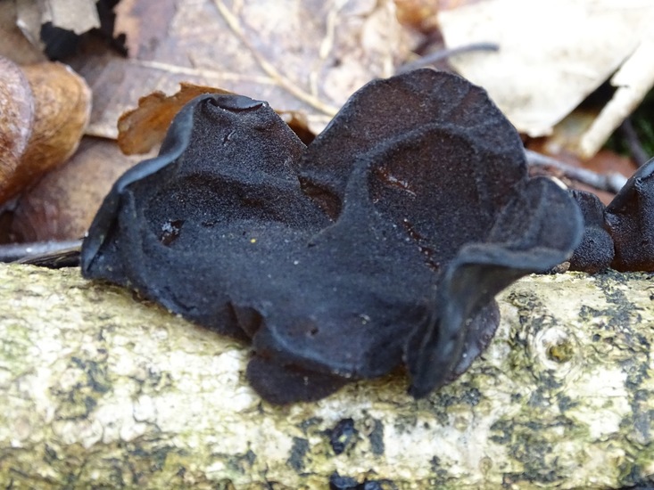 Grote Eikentrilzwam.