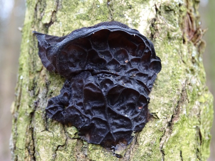 Grote Eikentrilzwam.