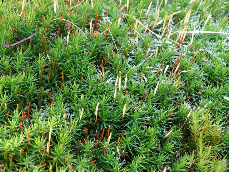 Mos met sporendoosjes.