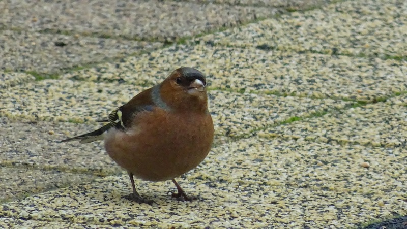 Vink.