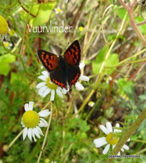 Vuurvlinder.