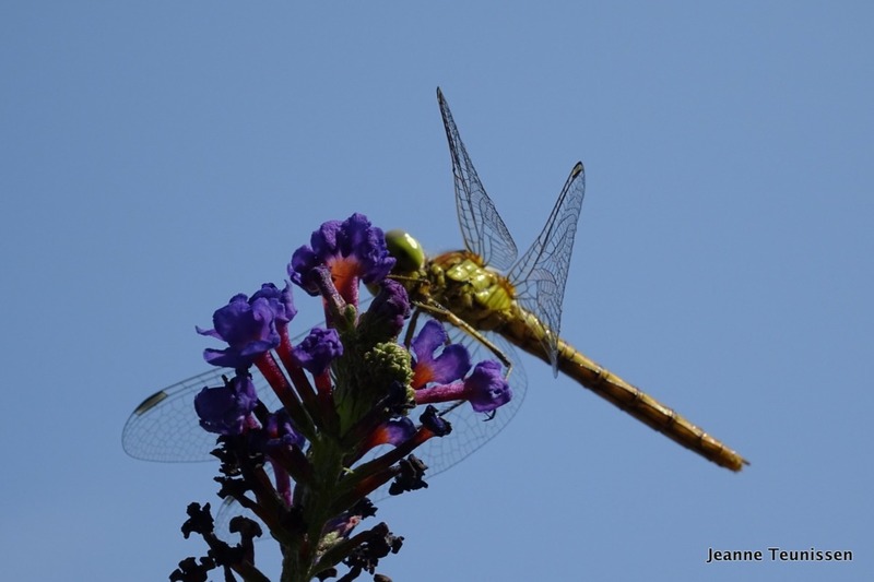 Bruinerode Heidelibelle.