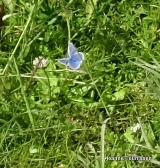 Icarusblauwtje.