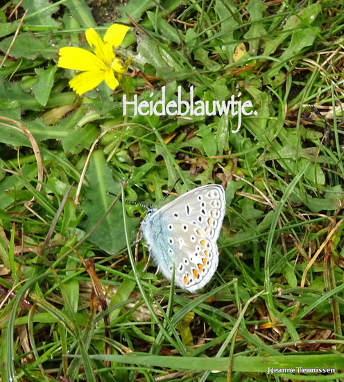 Heideblauwtje.