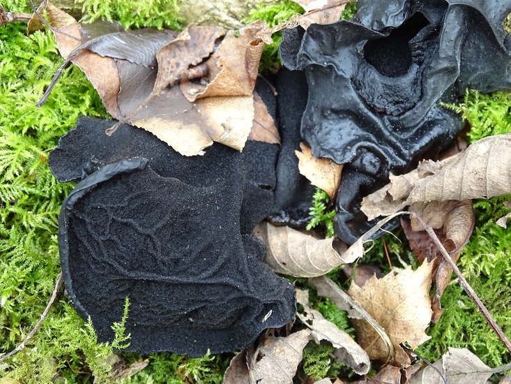 Grote Eikentrilzwam.