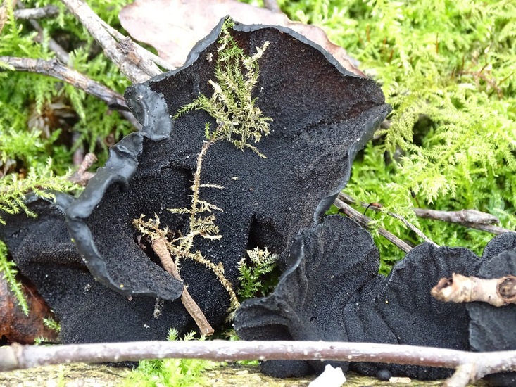 Grote Eikentrilzwam.