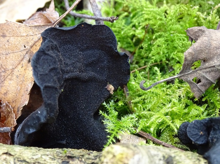 Grote Eikentrilzwam.