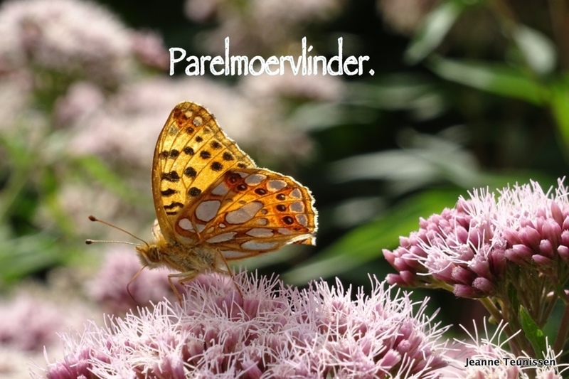 Parelmoervlinder.