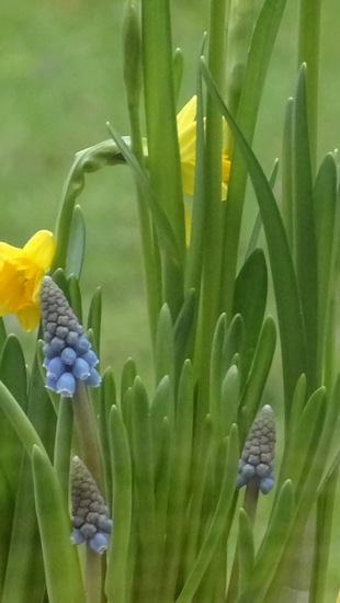 Narcis en blauw druifje.