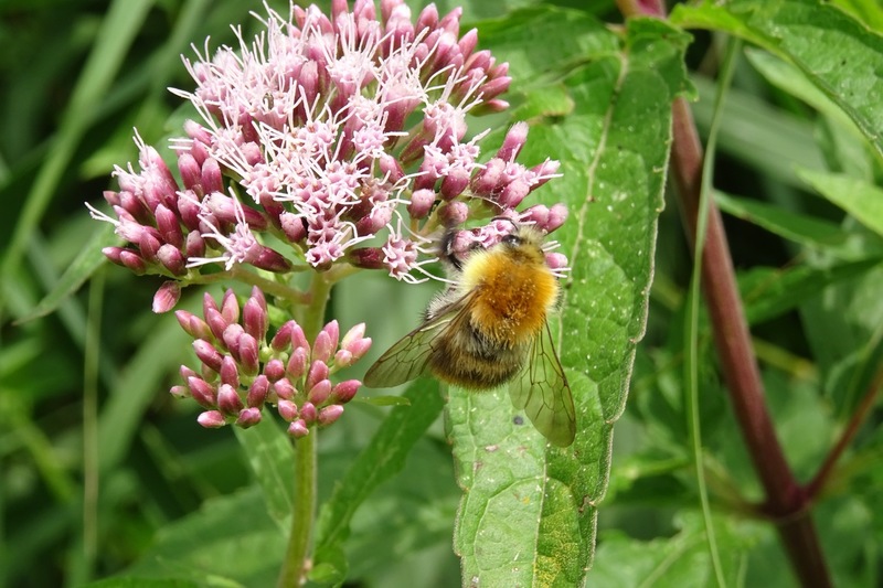 Hommel op Leverkruid.