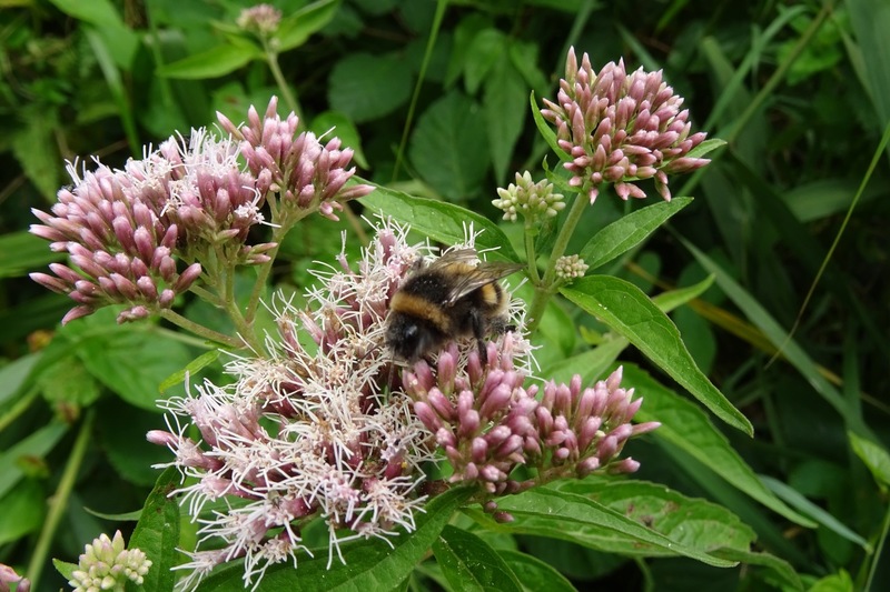 Hommel op Leverkruid.