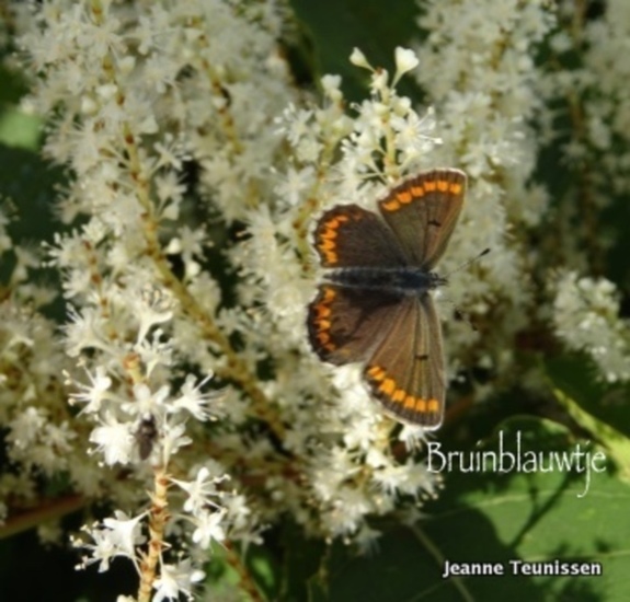 Bruinblauwtje.