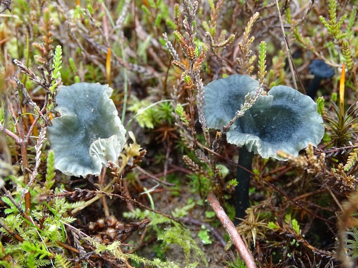 Blauw-groene trechtertje.