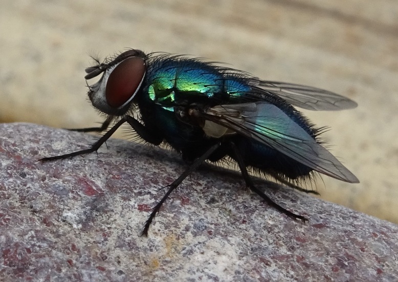 Blauwe vlieg.