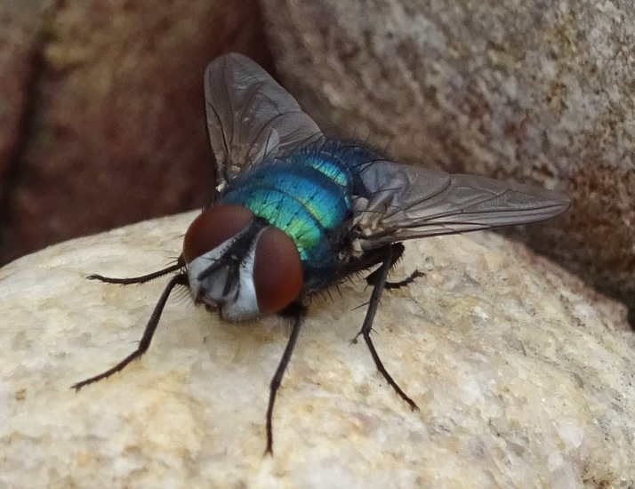 Blauwe vlieg.