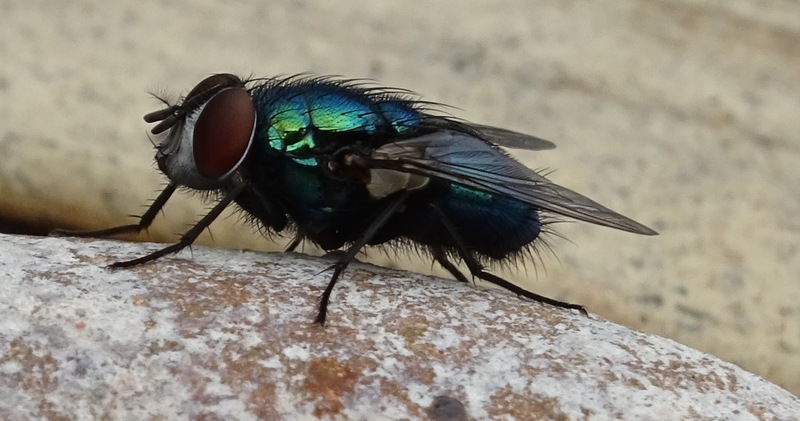 Blauwe vlieg.