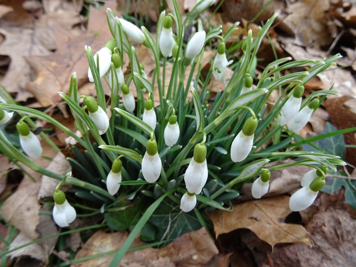 Sneeuwklokjes.
