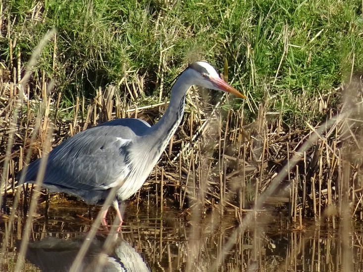 Blauwe Reiger.
