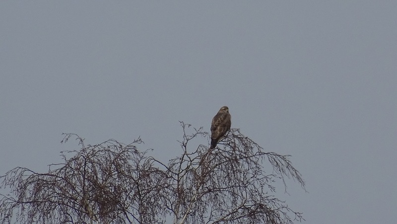 Buizerd.