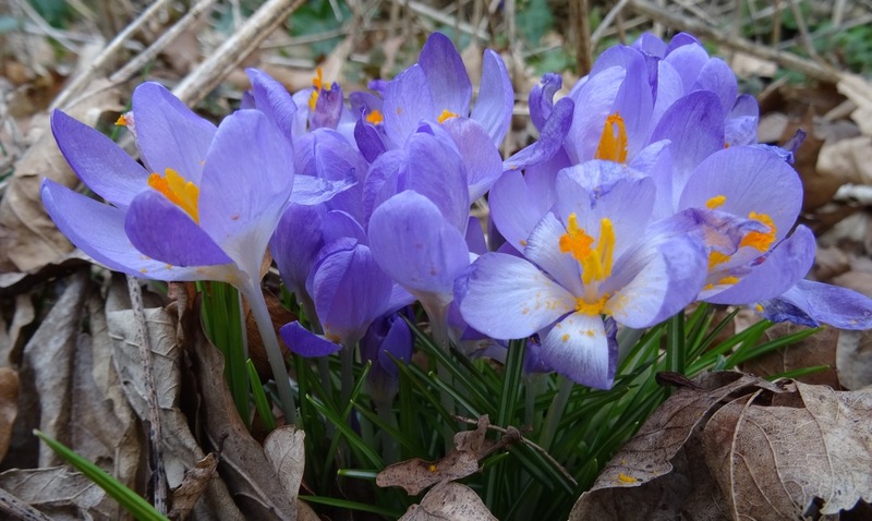 Crocussen.