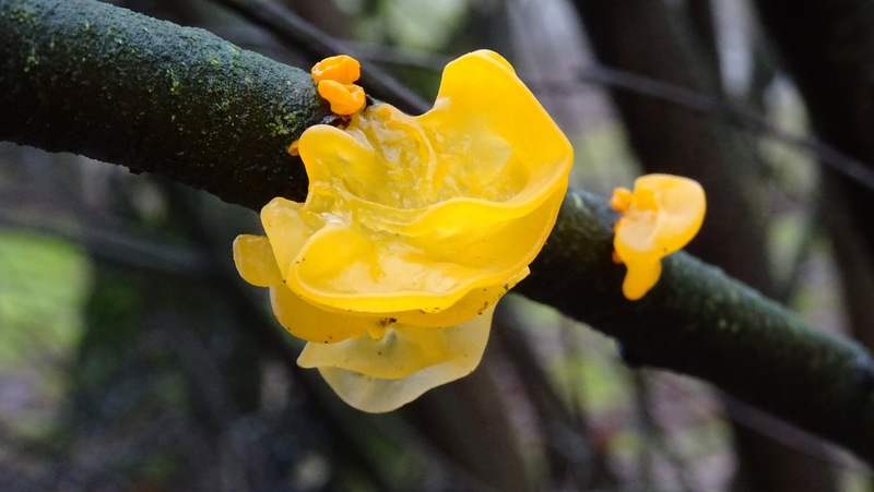 Het lijkt wel een bloem.