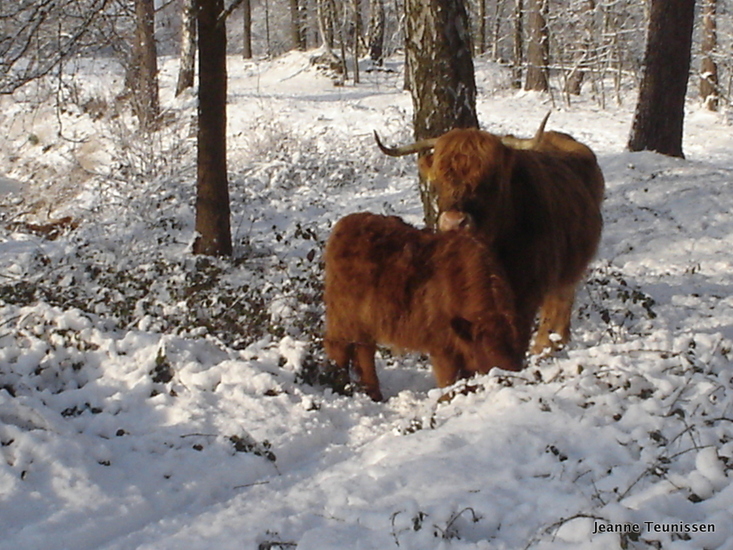Wassen in de sneeuw.