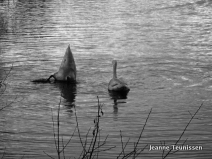 Zoeken naar voedsel.