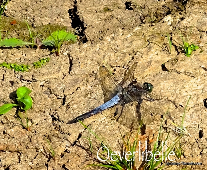 Oeverlibelle.