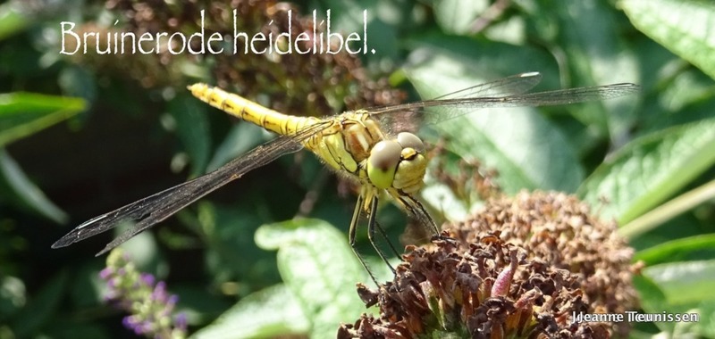 Bruinrode Heidelibelle.