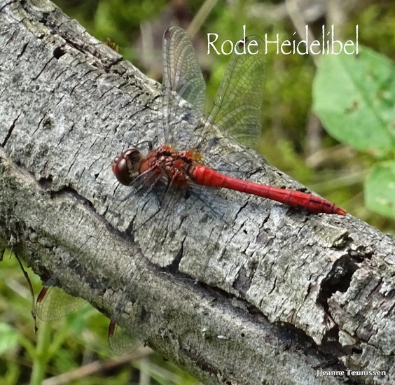 Rode Heidelibelle.