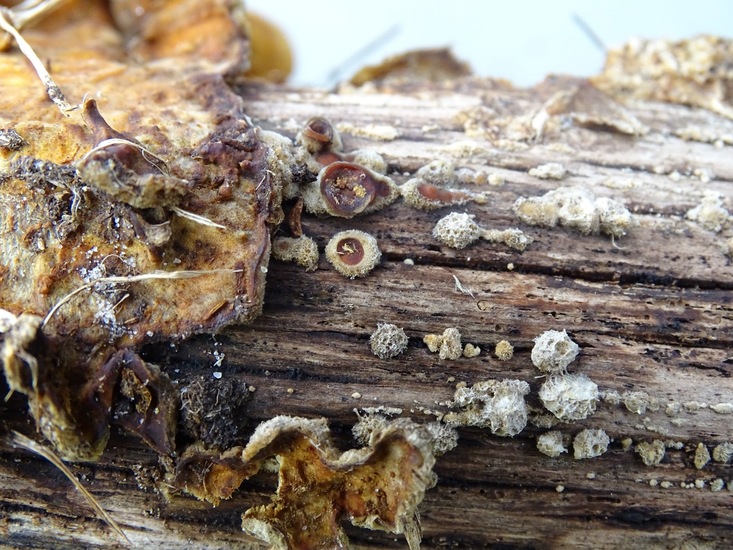 Hazelaarschijfzwammetje.