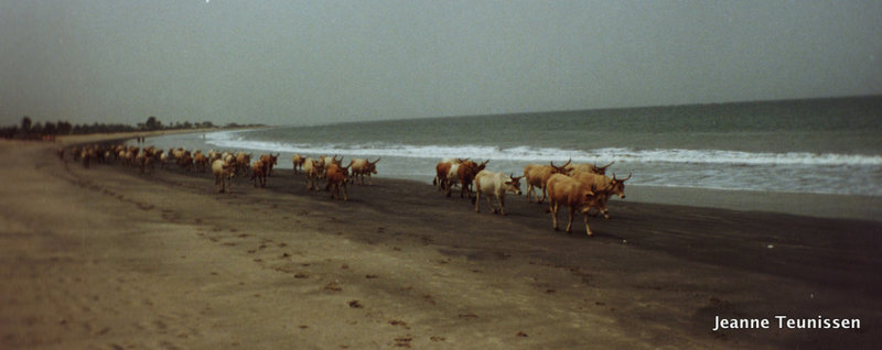 Koeien langs het strand.