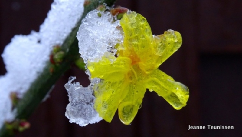 Sneeuw op bloemetje.