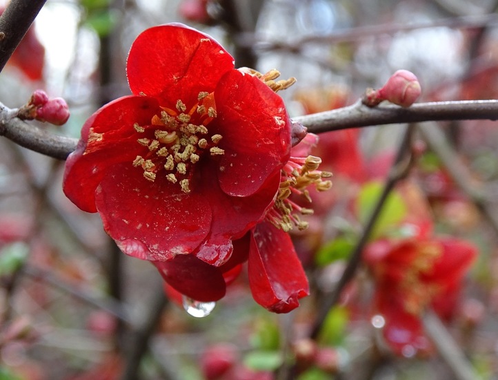 Chaenomeles Superba Nicoline (Dwergkwee).