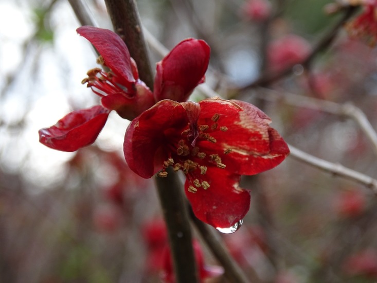 Chaenomeles Superba Nicoline (Dwergkwee).