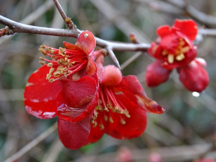 Chaenomeles Superba Nicoline (Dwergkwee).
