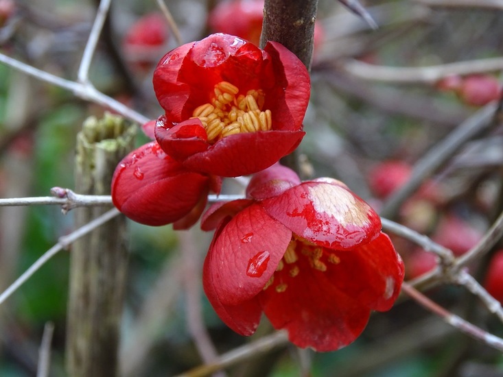 Chaenomeles Superba Nicoline (Dwergkwee).