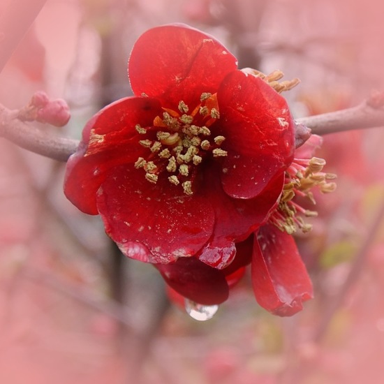 Chaenomeles Superba Nicoline (Dwergkwee).