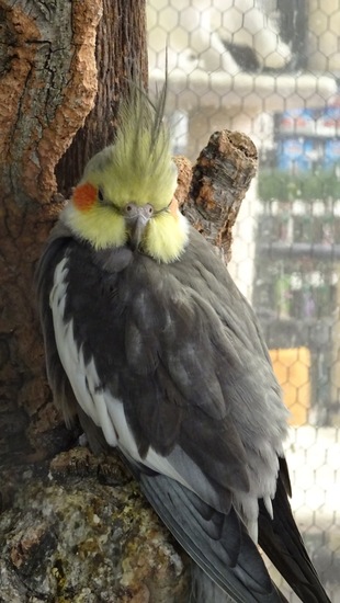 Australische Parkiet.